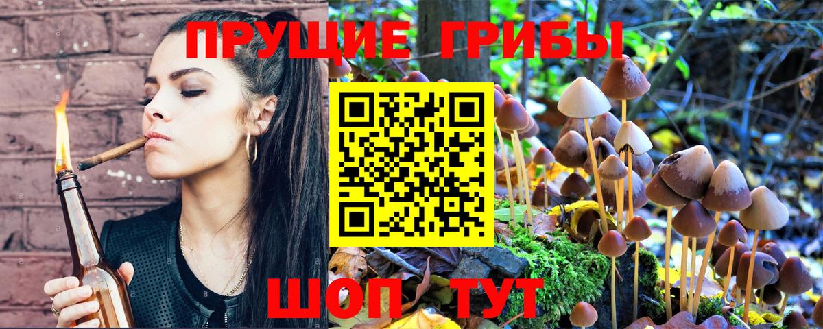 где купить наркотик  Вход с VPN  Кудрово  Псилоцибиновые грибы Psilocybine cubensis 